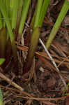 Osceola's plume <BR>Death camas <BR>Crow poison